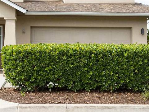 The same hedges cut square and level, well below the windows, with a tidy mulch bed underneath.