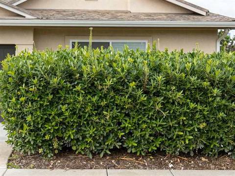 A row of hedges grown tall and shaggy across the front of a house, pushing up against the windows.