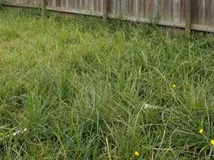 A back yard of tall overgrown grass against a wooden fence, the kind of yard a cleanout starts from.