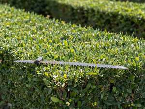 The blade of a hedge trimmer levelling the top of a dense green hedge.