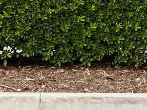 A garden bed of fresh dark brown mulch spread evenly beneath a clipped green hedge, with a clean edge along the lawn.